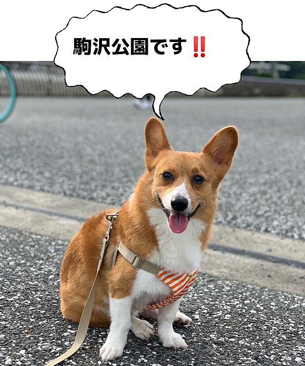 おはようございます😃
今日梅雨明けするのでは…の期待も見事に破られ…💦いったいいつでしょう⁉️
一昨日ですが、駒沢公園に行きました☺️
例年、秋のワンワンカーニバルの会場で、去年はまろくんやすぐりちゃん、あおいちゃんと記念写真を撮った場所です💦
今年はワンコのイベントも軒並み中止で本当に寂しいですね😭