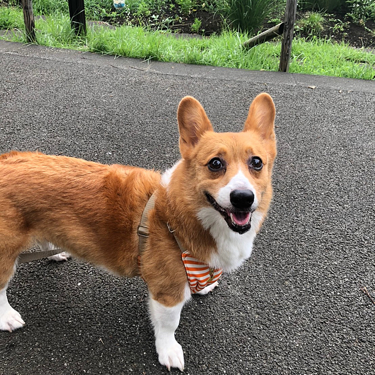 蒸し暑かったので、休み休みでしたが、ゆっくりたくさん歩きました‼️
やはり大きい公園は気持ちいいです🌲🌲🌲