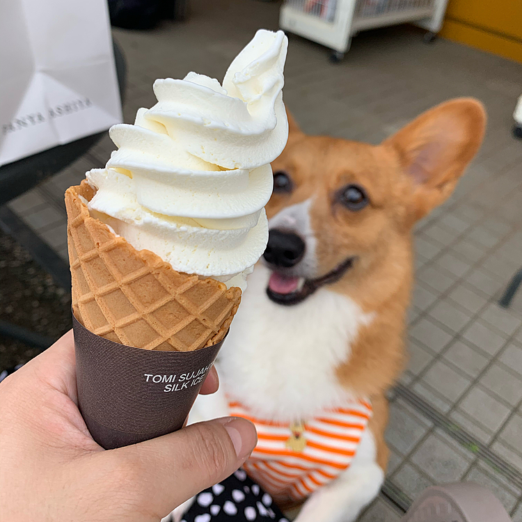 またまた食べてるソフトクリーム🍦😆