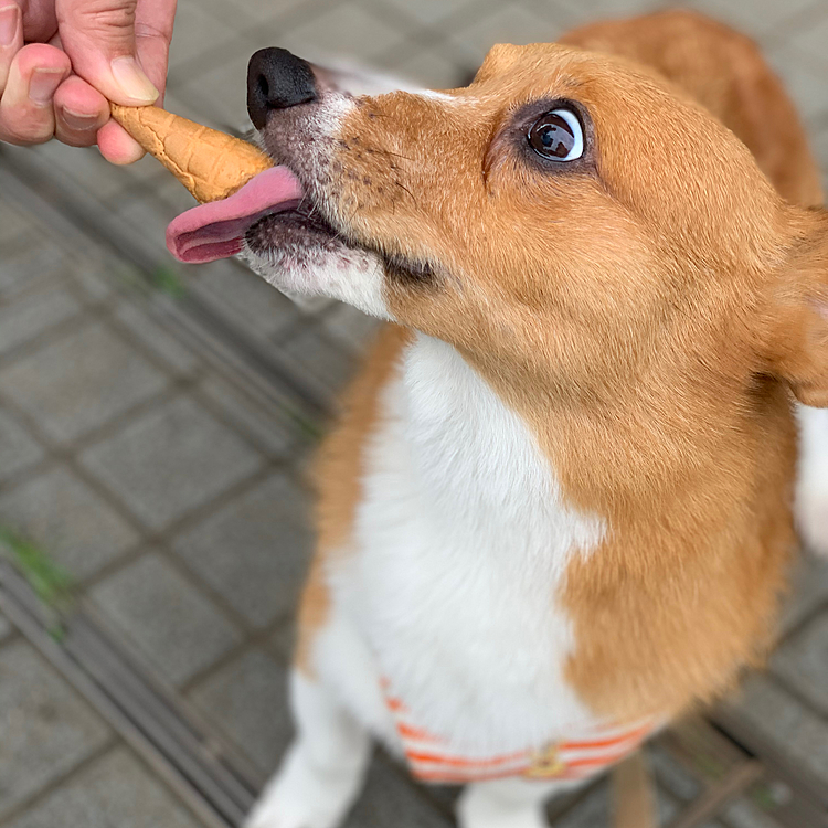 コーンをもらいました‼️
目剥いてます🤣🤣🤣