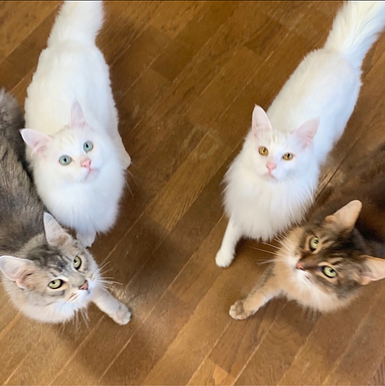 わんちゃん意外にも実は5匹お家にいます！
もう一生撮れない1枚ですね😂
猫ちゃんの目線の先にはなにが...💓🧍🏻‍♀️🍖
