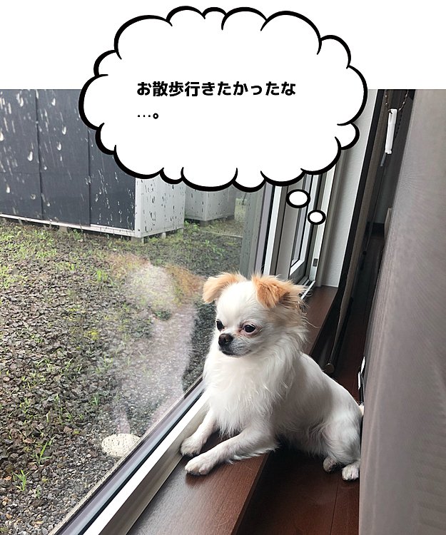 朝は行けたけどこの分じゃ夜も無理かなぁ☔️
明日またお散歩行こうね🐕🐾😊