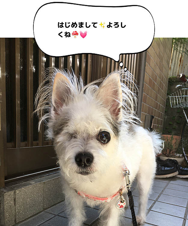 数日前の写真です😊
お散歩から帰ったところでパシャ📸
お散歩中は中々　カメラ目線くれませんので、、😅
