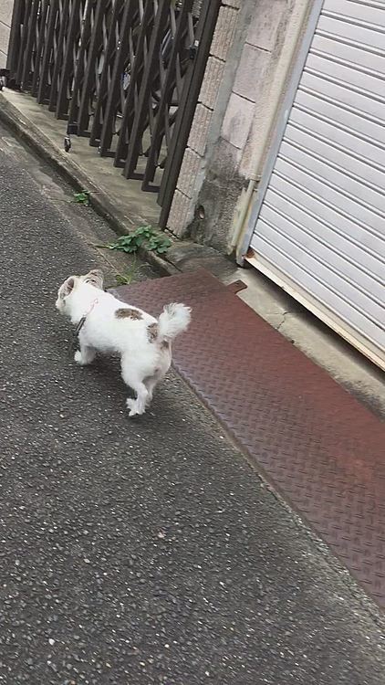 お散歩は苦手ですが、スタートは軽やかな足取りなんですょ〜🎵😆