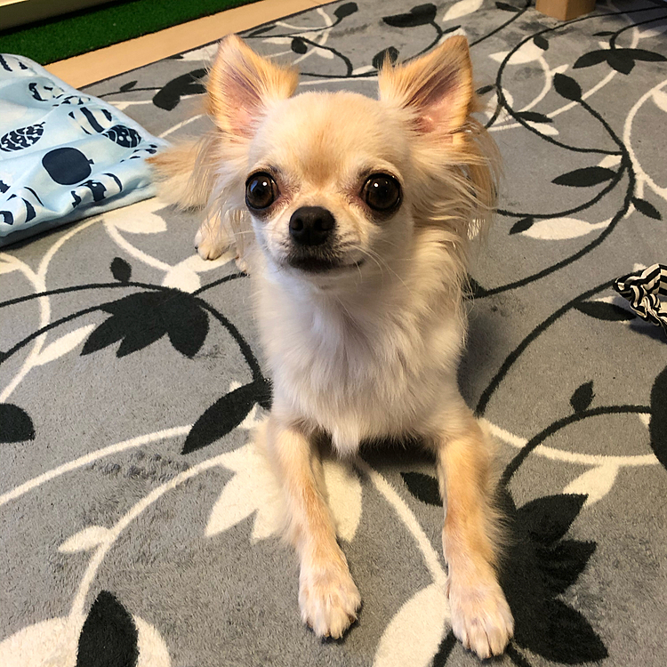 少ししたら疲れたのか？飽きたのか？休憩していました😊❣️