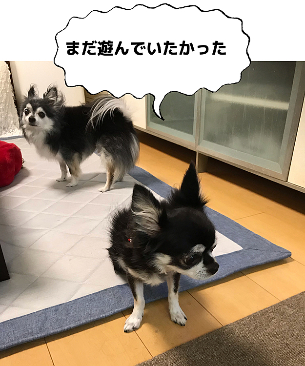 もうお部屋入るよ〜と連れ戻したら真っ黒親子、気に入らない様子😅
母は暑い😵