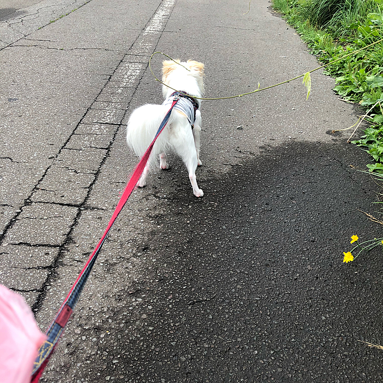 今朝起きたら💩食べた形跡があり、食後に💩したにも関わらず、しっかりお散歩でも出ました🐕💩✨
💩拾ってる最中はマテしてくれません😅

歩いてる途中呼び止める練習もここでは効果なし😅
早く行きたくて仕方ないポコちゃん🐕💨💨
