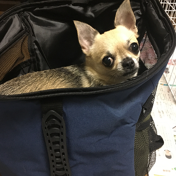 pocoは、リュックに入ってご満悦😃
