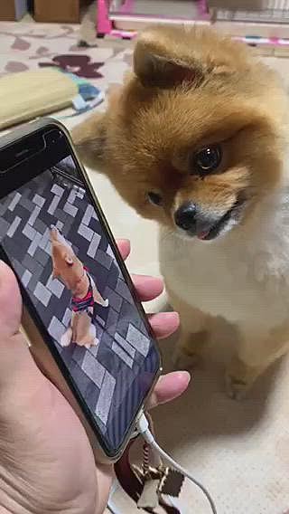 さっきのチャコちゃんの投稿で、チャコちゃんの遠吠え聞いたルルちゃん、廊下から走って来て、チャコちゃんがなくたびに首を傾げて不思議そうに聞いてました😅
その仕草が面白い😆