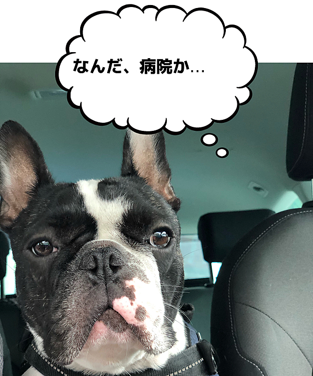 決して病院は苦手ではありませんが、ちょっとテンション下がったようです🤣
