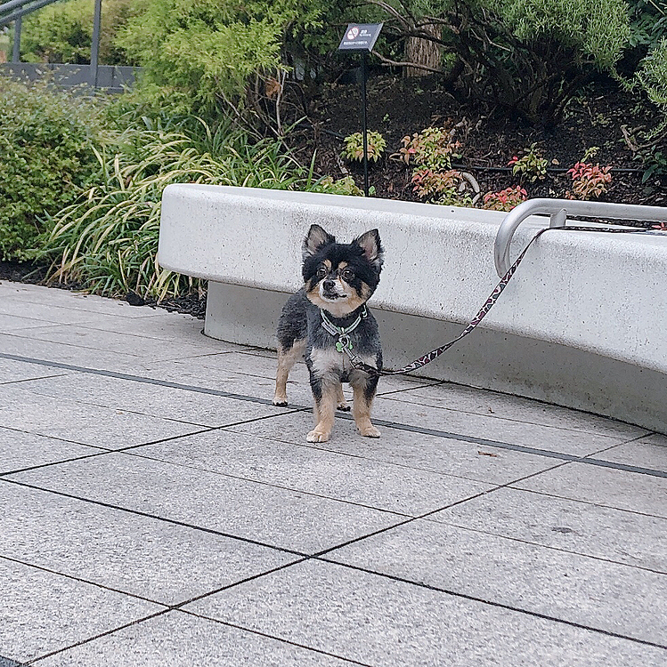 もうそろそろ梅雨も明けますね🌟

今日は沢山お友達に会えて
とらくんしっぽフリフリでした🐯🐾

「ぼくあそぶ！」ってな感じで帰りたがらない💭笑


お散歩は強制終了です😹🔆

