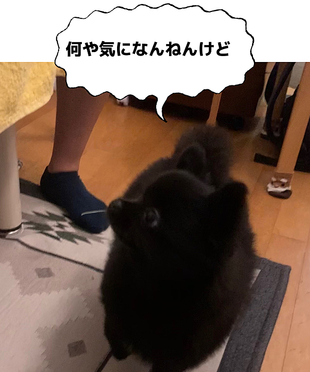 娘の施術の練習台で受けてる間、なぜか心配して施術ベッドの上に行きたがってましたが、上げたら思いっ切り邪魔してたので下に降ろされました( ´•௰•`)
