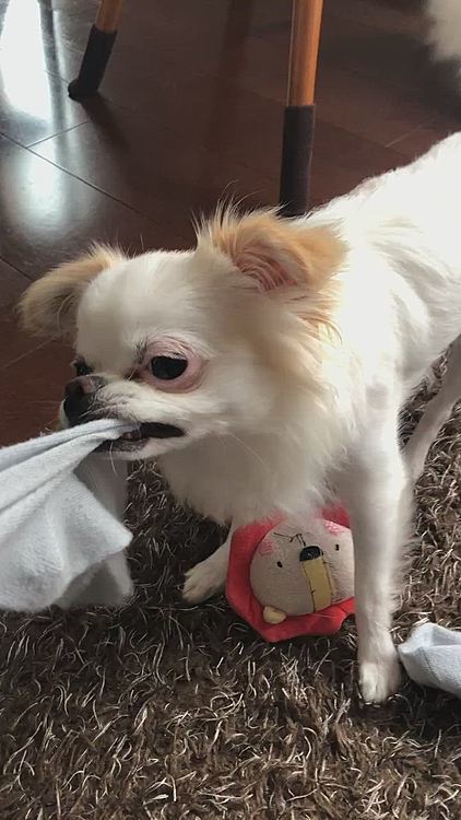 ママの靴下を脱がせ奪い去って行くポコちゃん🧦🐕💨💨
テレビの前なんですが、必ず同じ場所に持っていきます🤣
ガムなどもここで食べます😋