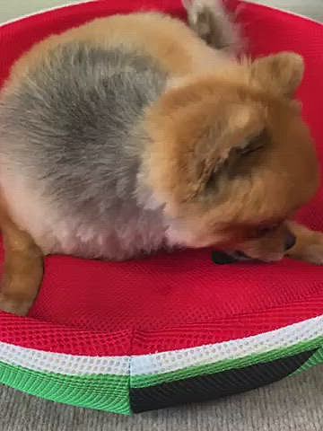もうないの❓とでも言いたげなルルちゃんですが、はい❗️おしまい😁