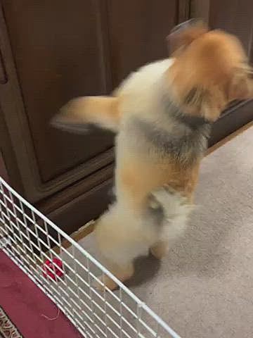 そして、お仕事から帰って来たお姉ちゃんが
晩ご飯食べてると、何故かソワソワバタバタ…
お姉ちゃんの方を見ると、手には納豆が🤣
今日はおやつも食べたし、炊き立てご飯も食べたのに、お姉ちゃんから納豆を貰ってウマウマ出来て、ラッキーなルルちゃんでした😆