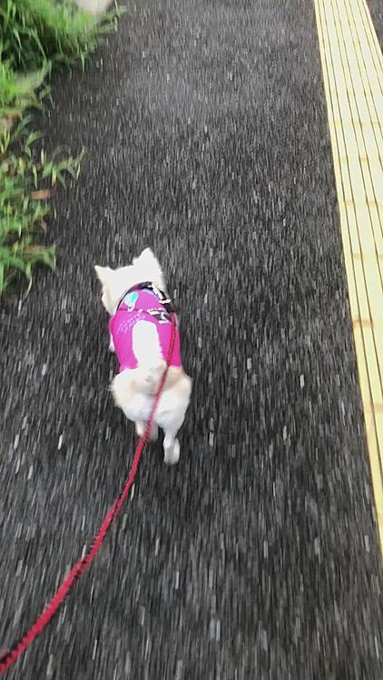 小雪は今朝も元気いっぱいお散歩してきました🎵🐶
蒸し暑さって感じないのかな❓🤔