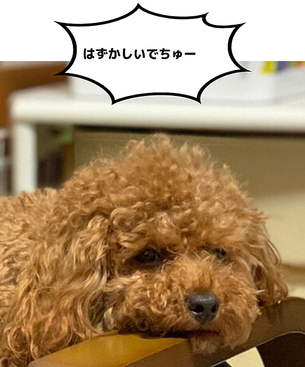 こんなにモジャモジャモジャになっていたんですよ。😁
