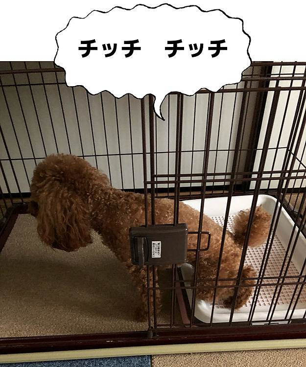 前足はトイレからはみ出してのチッチ。
毎回はみ出してまーす。