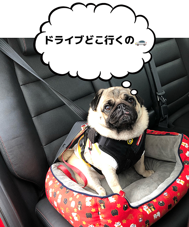 今日はとうちゃんの通院🏥に付き添いです🐶
クルマ大好き🚗ちゃんと シートベルトして出発💨
