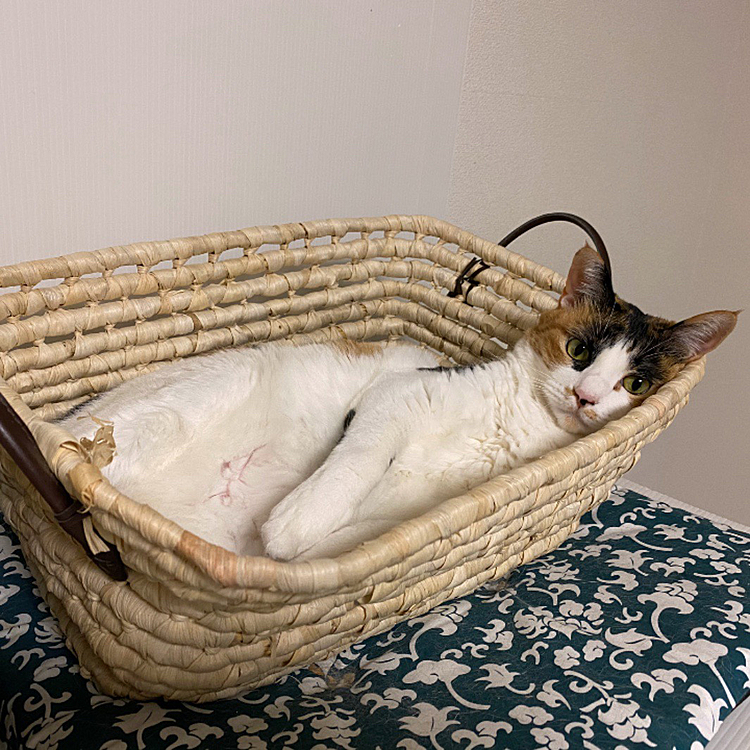 お帰りと見つめるルビー