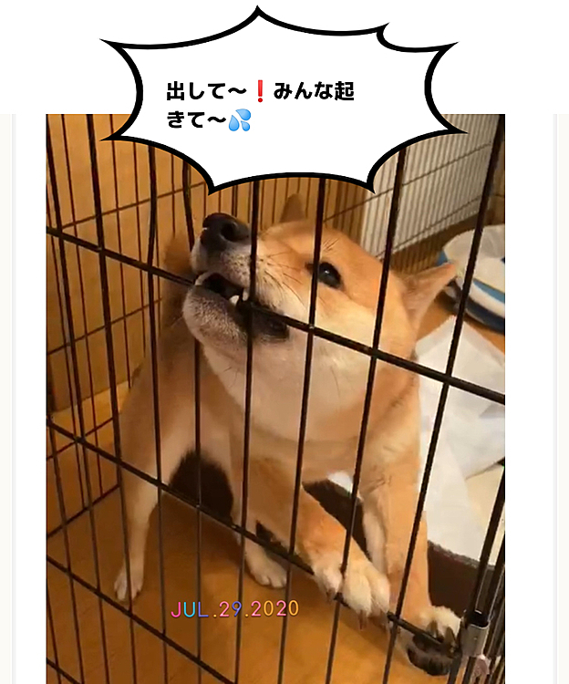 今朝5時頃、騒ぎに気付いたお兄ちゃんが
こんな感じだったよ、と写真に撮っておいてくれました🤳歯🦷が心配💦
出したら床におしっこしてしまったらしく😓
何か怖いことでもあったのかな🤔