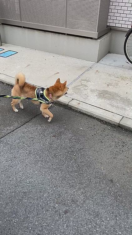 お昼前にお散歩してきました🐾
お家の中からの　ワン❗️が気になって立ち止まり、少し歩いてまた気になる櫂さん😊