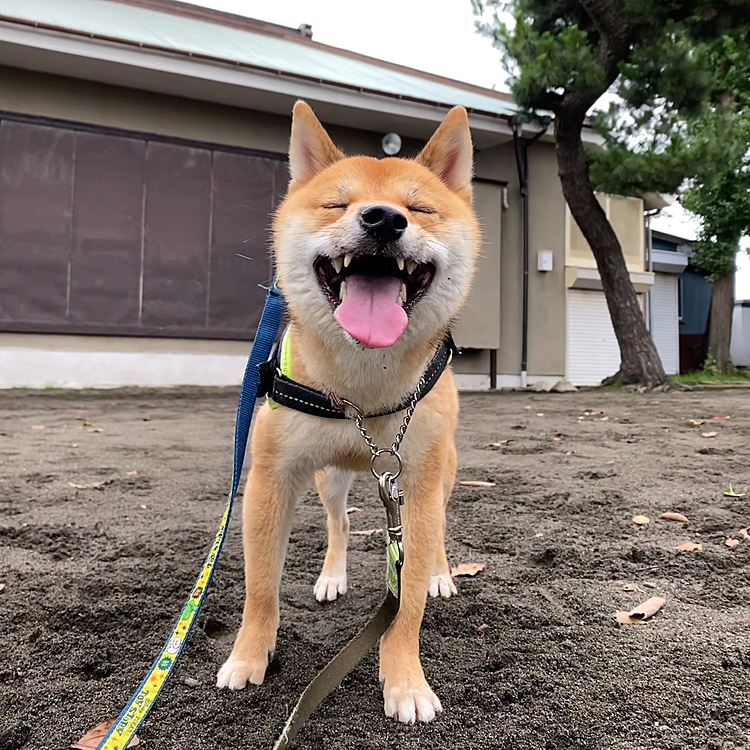 今日はそんなに蒸し暑くは感じなかったので
走って遊びました😊
やっぱり走ると楽しそう✨✨

