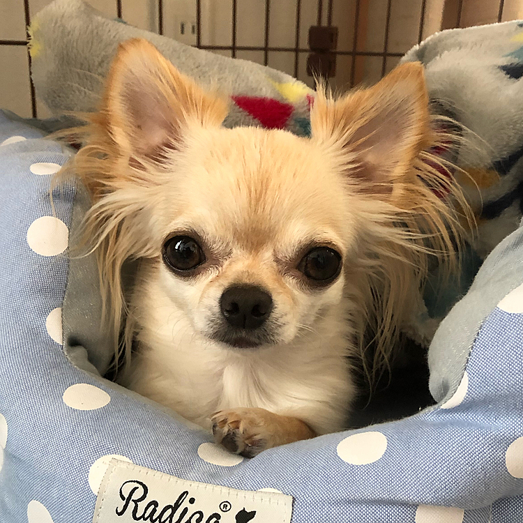 こんにちは😃
今日は仕事がお休みでくうとのんびり過ごしました😊お昼寝をして起きたらくうもベッドからひょっこり顔を出しました😆