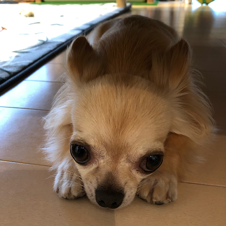 お昼寝の後、お散歩に行き帰ってきたらソファ🛋の下でクールダウンしていました😊