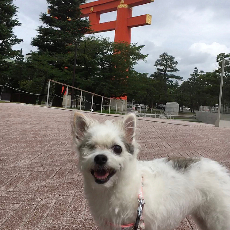 あさんぽ🐾  

久々に美術館まで行ったでしゅ🍄
