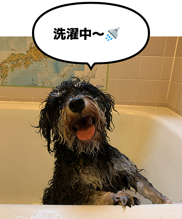 お散歩から帰ると、サンだけ汚い😱
ララは大丈夫なのに…