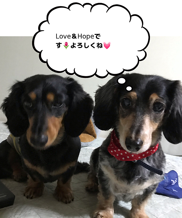 向かって右がLove。左がHope。
歳の差１１歳のデコボココンビです