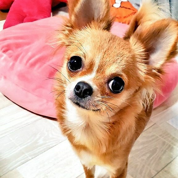 新しい職場が車で40分ぐらいかかるので、12時間近くお留守番させてしまう😭
それでもお利口さんにお留守番できて、大歓迎してくれました💕
早めに職場近くに引っ越すかなぁ🤔