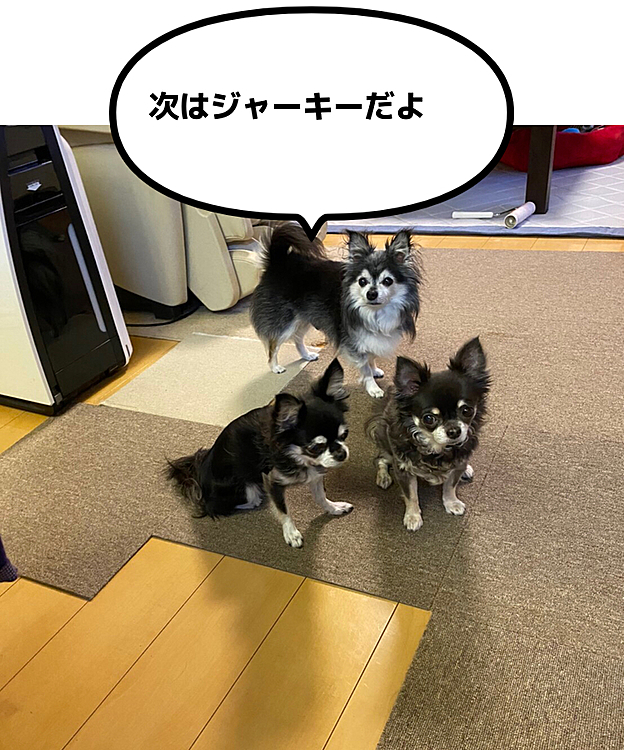 ご飯の後は、歯磨きジャーキー😅
毎日変わらないルーティン😆
母はゆっくりご飯も食べてられないよ💦