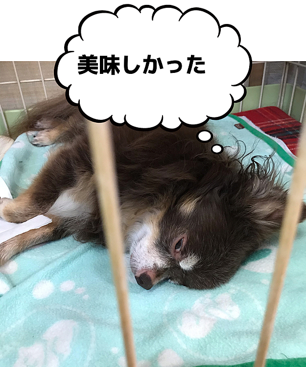 ご飯も食べて、ジャーキーも食べて満足して爆睡のルイ😅
ルイ〜又目開いてるよ😂