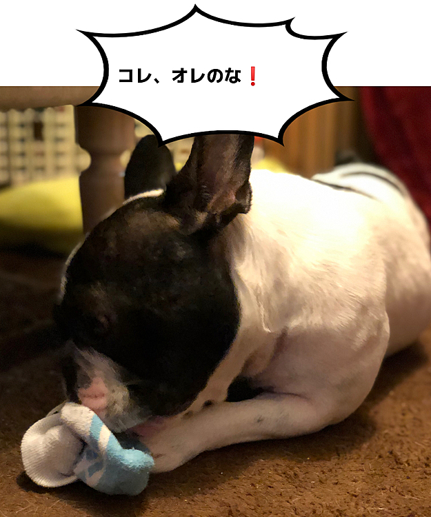 靴下を守り始めたまろです😅