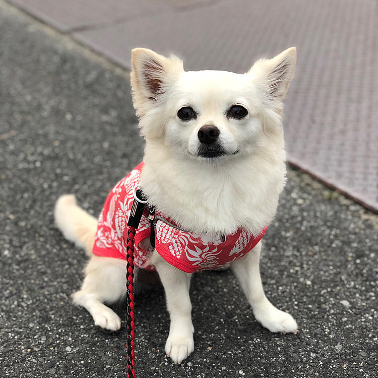 おはようございます☁️
今朝はお散歩中に小雨パラパラしたけど
すぐに止んでラッキーでした✨

小雪、安定のカメラ目線📸