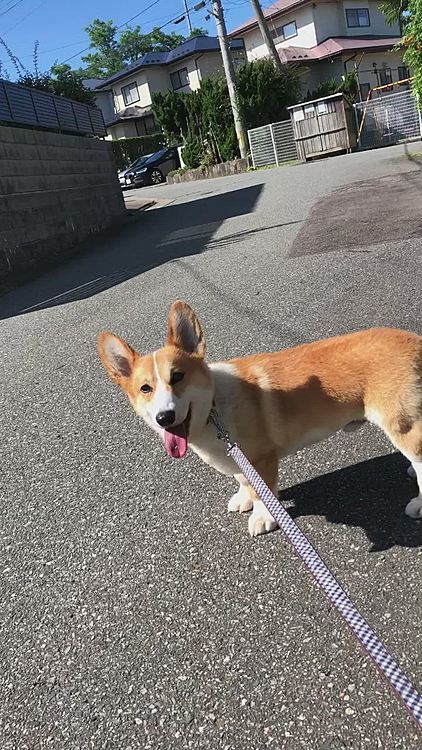 暑くなる前に行こう😃
でも既に暑い💦💦💦
さっきのボケっとしてた、まあるとは別犬🤣🤣🤣🤣🤣
元気満々❤️家から出た途端この元気😃