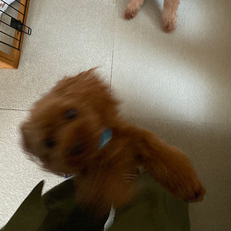 昨日、モカちゃん病院行って目の検査してもらいました。
夕方までお預かりだったので帰ってきてはしゃいでるココア(写真上)とピーチ(写真下)