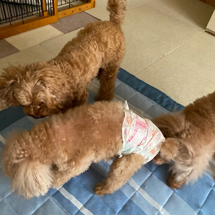 『どこいってきたのでしゅかぁ？』
モカのことクンクンしまくりな🐶🐶😅

眼圧検査、眼底検査色々としてもらいました。
治療しなきゃならないことは無いとの事。
ただ、老化なのかな、視力は落ちてるそうです😢
おトイレ、分からないのでシート以外の場所でしてしまいます。
なのでこちらが連れて行けば大丈夫です。
歩いてると壁にぶつかることも😢(コツンと軽くなので怪我はないです)
ご飯は食べてくれるのでとりあえずは大丈夫かな👍
アンチノールサプリメントもらってきました💊
寝てばかりなモカちゃんです。