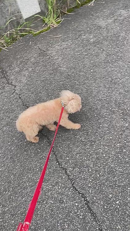 朝散歩の様子
方向が定まらない。。。
🐶🐶🐶一緒に行ったり、余裕ある時はピーチとココアで行って帰ってきてモカ連れて行ったりしてます。