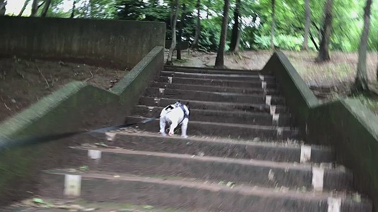 斜面をダッシュ💨したり、階段を上がったり、嬉しそうに体を動かしてました😁