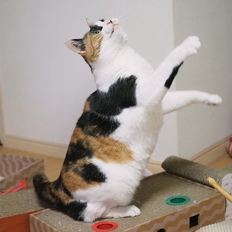 ノリノリダンス