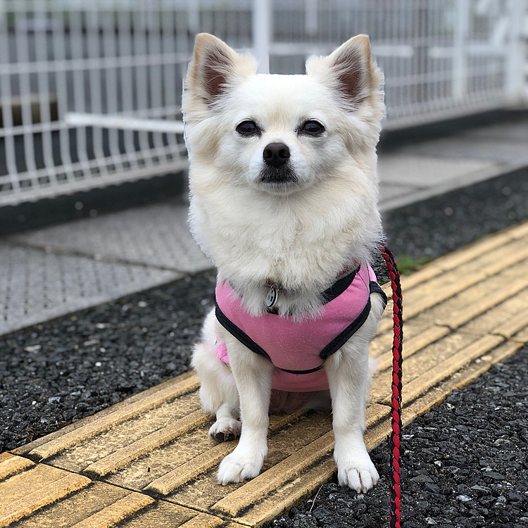おはようございます☁️
小雪は今朝もいっぱいお散歩してきました🎵🐶
少し蒸しっとするけど軽快に歩けたね🐾😊