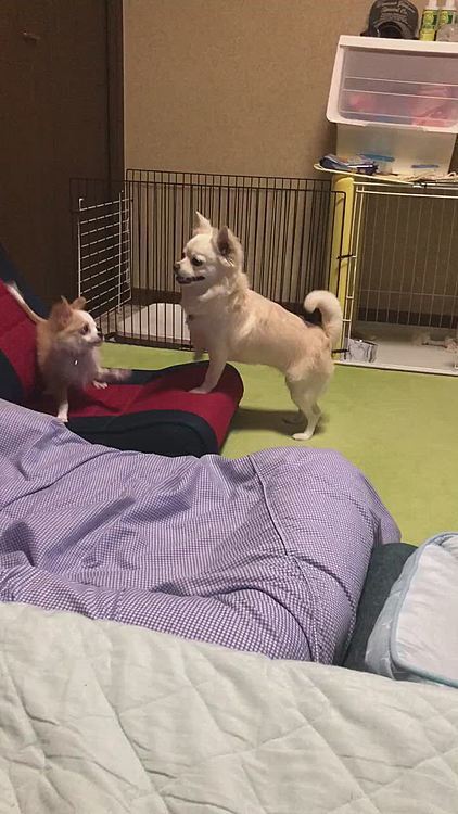 昨夜の攻防🐶🐶
それは遊んでんの❓😳
小雪は嫌々ながらも遊んでくれてるけど
小春はしつこい💦

小雪よ、ヒラリとかわしたり、振り払ったり、前足チョイチョイするようになってきたね😂
小春よ、加減ってもんを覚えなはれ😅