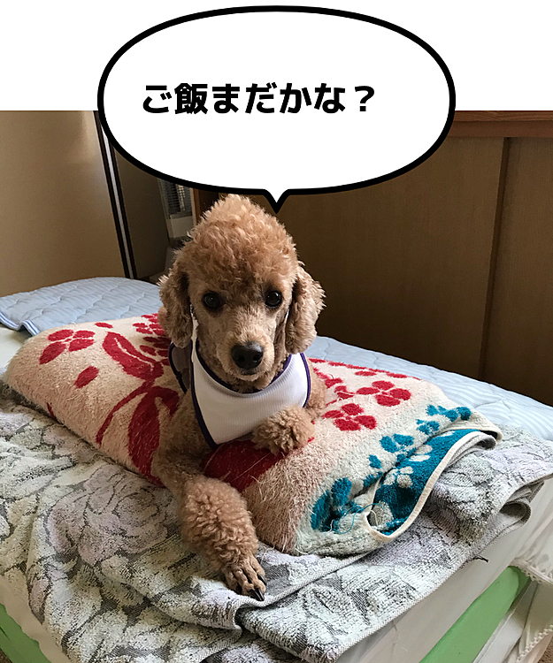 甘えん坊タイムが終了したら、布団の上で寛ぐ😄これが、ルーティンになってます😊ご飯準備をしてる間大人しくここで待ってます😆
