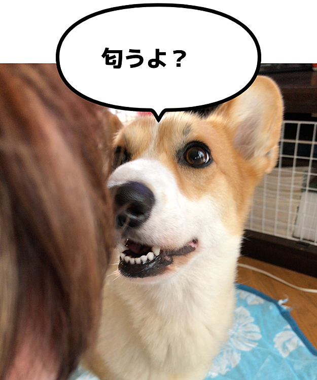 おかーさん朝からシャンプーしてたんだけど、ドライヤー熱いから嫌だって💦
なんかね?扇風機で乾かしてたよ🤣