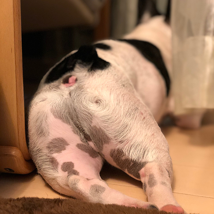 昨日の夜、窓の外を暫く眺めてました😁
プリッとしたお尻がなんとも言えません😆