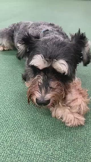 誕生日プレゼントのおやつを食べるソラ🐶
普段は、あまり食べられないので💦
