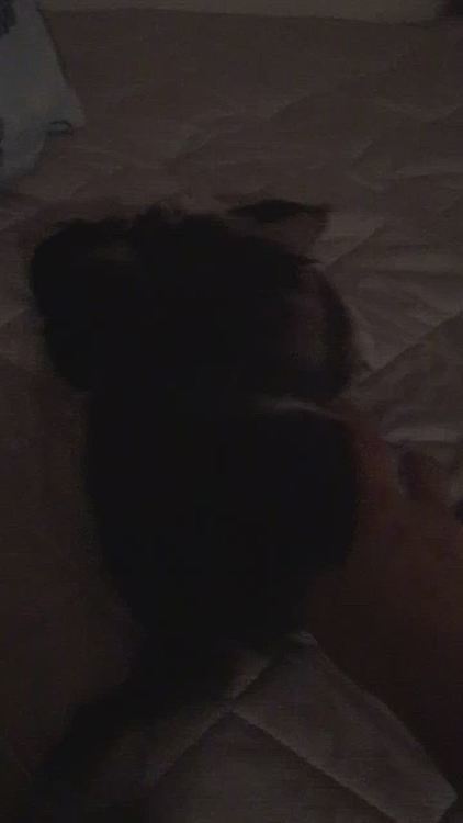 夜にはベットの上でワチャワチャ🤣
元気そうで良かった❣️
お願いだから💩しないでね💦と思いながらの添い寝😅ヒヤヒヤ💦

早く注射打って貰ったので復活も早かったようです👍❣️